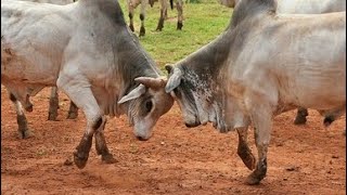 Bull Fight  Intense Bullfighting Scene  OMG [upl. by Tormoria276]