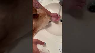 When your dog is obsessed in drink water out the faucet doglover dogshorts funnyshorts funny [upl. by Keily]