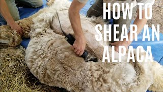 Shearing An Alpaca From Start To Finish [upl. by Tezil]