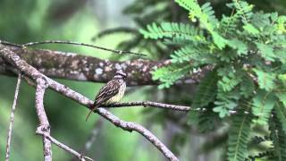 Sulphurbellied Flycatcher [upl. by Chuipek]