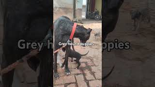 Grey hound puppies for Sale dog 9910789941 Delhi NCR [upl. by Kittie435]