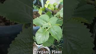 Oregano Plant  The Most Powerful Herbs [upl. by Sarajane673]