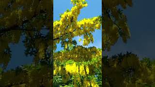 Beautiful yellow laburnum flowers Hampstead Heath London May 2024 [upl. by Pisarik216]