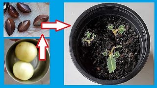 How To Grow Amla From Seeds  Growing Gooseberries From Fruit at Home [upl. by Ruddie]