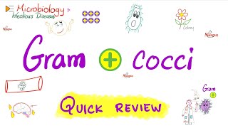 GramPositive Cocci  Quick Review  Microbiology 🧫 and Infectious Diseases 🦠 [upl. by Vernita923]