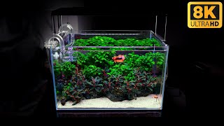 Newly Setup Planted Aquarium For Betta Fish [upl. by Engis]