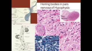 7 Medical School Histology Endocrine System Part 1 Pituitary Thyroid Parathyroid [upl. by Acherman613]