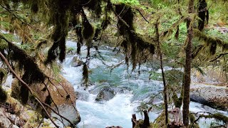 Olympic national park camping at Staircase campground [upl. by Amilah]