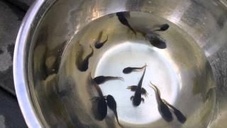 Animal Discoveries S1 E6 Frog Life Cycle [upl. by Hamo]