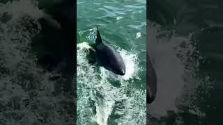 Great White Shark Jaws Come Up From Under The Surface [upl. by Rubi]