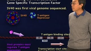 Robert Tjian BerkeleyHHMI Part 1 Gene regulation An introduction [upl. by Largent943]