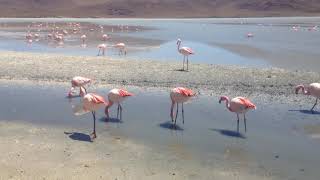 Salar de Uyuni Bolivian Salt Flats 13  Pink Flamingos Up Close [upl. by Gottuard]