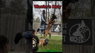 Guardian of the Realm 👑👑👑dog belgiummalinois dogtraining belgianmalinois workingdog [upl. by Fishbein]