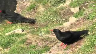 Conserving the Park  SEA BIRDS [upl. by Pyne]