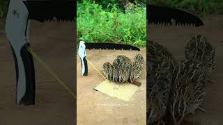 amazing bird trap  quail trap shorts [upl. by Merril]