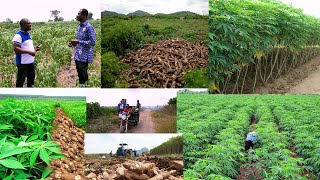 woow 200 ACRE LAND OF CASSAVA PLANTATION WATCH THE FARMING JOURNEY OF ELDER DANIEL TETTEH [upl. by Winona]