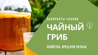 ЧТО ТАКОЕ ЧАЙНЫЙ ГРИБ МЕДУЗОМИЦЕТ  Лабиринты знаний [upl. by Nyrret415]