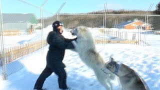 Man Wrestles with a Wolf Wolf Steals Camera Equipment  Web Exclusive [upl. by Nonaihr]