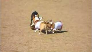 Twin Corgi Puppies team up to chase dog [upl. by Stclair]