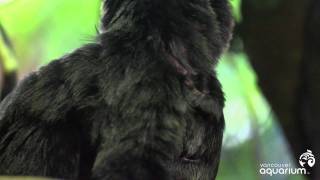 Baby Goeldis Monkey at the Vancouver Aquarium [upl. by Daph]