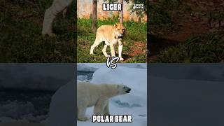 Liger VS Polar Bear  Who would win कौन जीतेगा shortvideo youtubeshorts viral shorts [upl. by Ardekal]