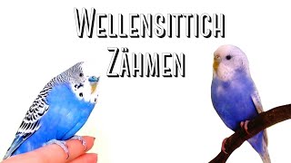 Wellensittiche zähmen [upl. by Otreblig]