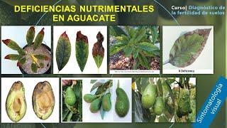 🥑🍂Deficiencias Nutrimentales en Aguacate [upl. by Raine]