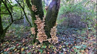 Armillaria mellea [upl. by Aehr]