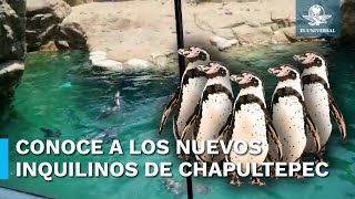 “Bonitos y gorditos” ya puedes visitar a los pingüinos en el Zoológico de Chapultepec [upl. by Ilesara]