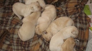 Cute Labrador Puppies Sleeping [upl. by Durware]