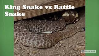 California King Snake VS Western Rattle Snake [upl. by Einwahr788]