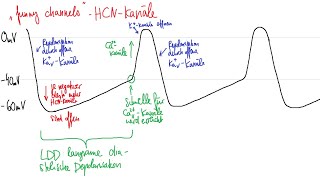 Physiologie HerzKreislauf 3 – Elektrophysiologie des Herzens [upl. by Ennairrac86]