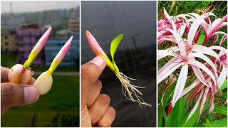 Best method for growing crinum asiaticum at home  Easy method for gardening [upl. by Casper]