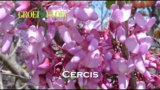 Cercis [upl. by Jackson]