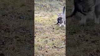 Tiniest cat amazing hunter animals nature canada [upl. by Nylirej]