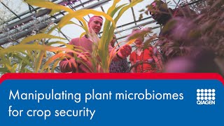 Manipulating plant microbiomes for crop security [upl. by Clarinda]