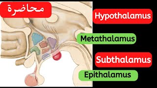 Anatomy of diencephalon part 2 [upl. by Spanos]