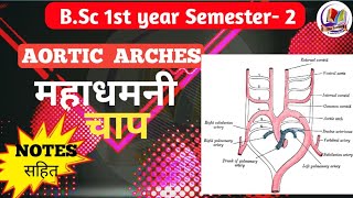 AORTIC ARCHES  महाधमनी चाप  Aortic arches bsc 1st year semester2 [upl. by Attegroeg]