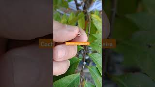 Você sabe de onde vem o carmim pigmento natural usado nos alimentos [upl. by Takakura265]