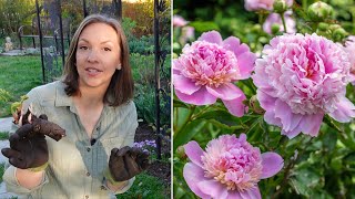 Peony Growing Guide How to Plant Grow Harvest Divide amp Transplant Peonies [upl. by Austreng]