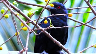 Asian Koel singing sound  Koel noise cuckoo bird song [upl. by Harat]