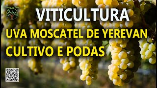 Viticultura Poda de Uvas Finas especiais  Moscatel de Yerevan da Armênia com Sergio Semerdjian [upl. by Akedijn997]