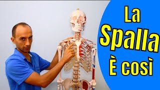 Anatomia della Spalla Ossa e Articolazioni Spiegata su Scheletro [upl. by Yetnruoc]