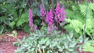 Growing Perennials Astilbe [upl. by Semele]