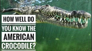 American Crocodile  The Ancient Survivor [upl. by Shaughn]