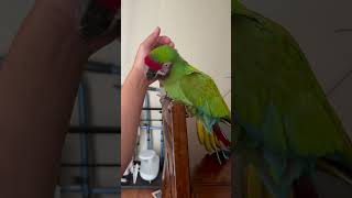 My military macaw cannot decide which one he likes scratch or bite macaw bird pet parrot [upl. by Norrej]