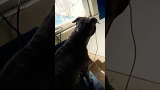 Brewtus exited about the mailman amstaff youtubeshorts comment viralshorts pitbull [upl. by Hujsak]