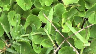 MEDICINAL PLANTS  1 Centella asiatica L Urban APIACEAE By Dr Magadi R Gurudeva [upl. by Maroney]