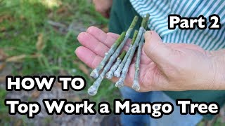 How to Top Work a Mango Tree Part 2 [upl. by Toblat]