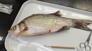 Large White Bass Otolith Extraction with Steps gone right then wrong then right [upl. by Ocsicnarf367]